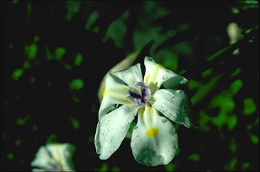 APII jpeg image of Dietes iridioides  © contact APII