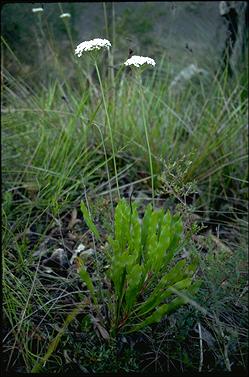 APII jpeg image of Conospermum longifolium var. longifolium  © contact APII