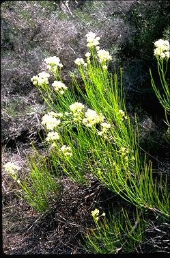 APII jpeg image of Conospermum teretifolium  © contact APII