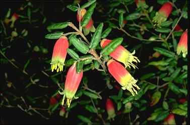 APII jpeg image of Correa reflexa var. speciosa  © contact APII