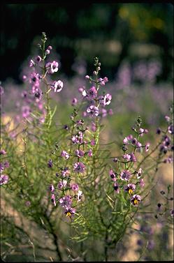 APII jpeg image of Cyanostegia angustifolia  © contact APII