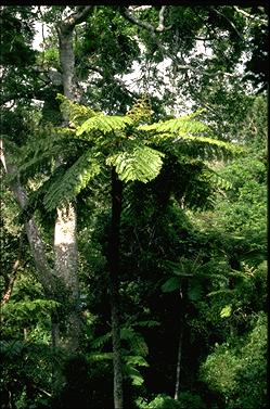 APII jpeg image of Cyathea brownii  © contact APII