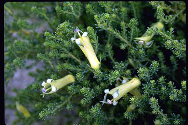 APII jpeg image of Lechenaultia acutiloba  © contact APII