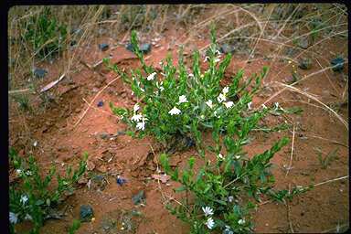 APII jpeg image of Scaevola humilis  © contact APII