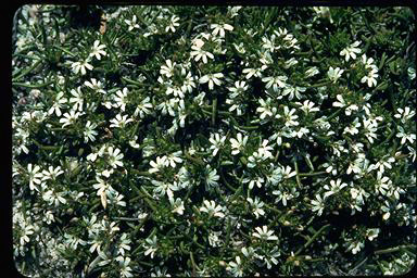 APII jpeg image of Scaevola pulvinaris  © contact APII