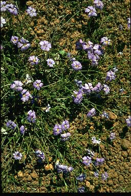 APII jpeg image of Scaevola striata  © contact APII