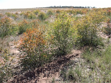 APII jpeg image of Eucalyptus polybractea  © contact APII