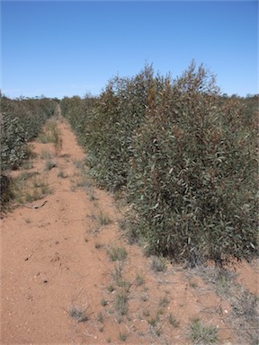 APII jpeg image of Eucalyptus polybractea  © contact APII