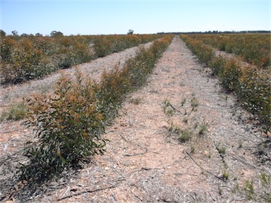 APII jpeg image of Eucalyptus polybractea  © contact APII