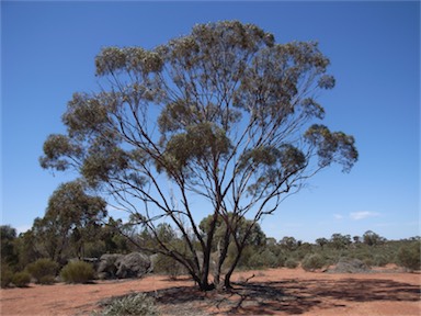 APII jpeg image of Eucalyptus polybractea  © contact APII