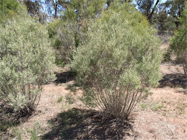 APII jpeg image of Melaleuca alternifolia  © contact APII