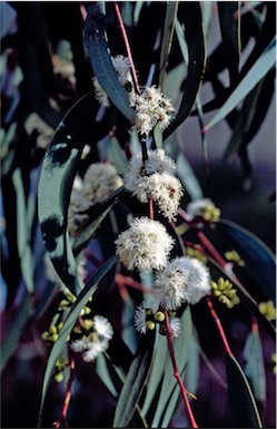 APII jpeg image of Eucalyptus lacrimans  © contact APII