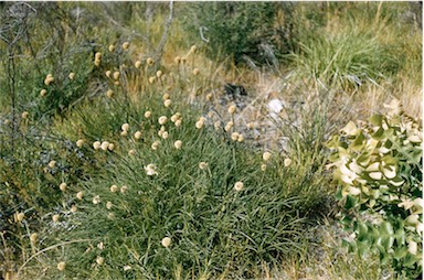 APII jpeg image of Dasypogon bromeliifolius  © contact APII