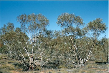 APII jpeg image of Eucalyptus transcontinentalis  © contact APII