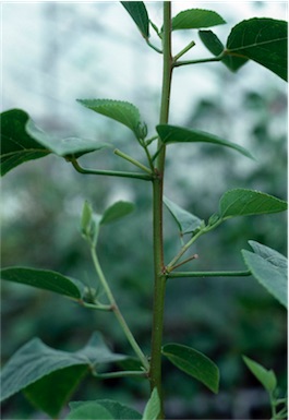 APII jpeg image of Hibiscus byrnesii  © contact APII