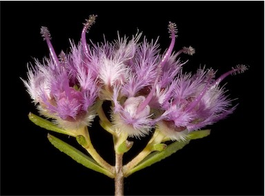 APII jpeg image of Verticordia densiflora var. densiflora  © contact APII