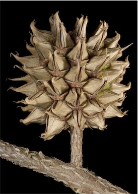 APII jpeg image of Allocasuarina thuyoides  © contact APII