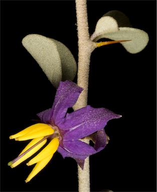 APII jpeg image of Solanum orbiculatum subsp. orbiculatum  © contact APII