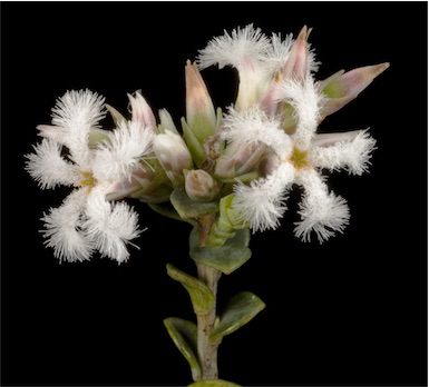 APII jpeg image of Leucopogon squarrosus subsp. squarrosus  © contact APII