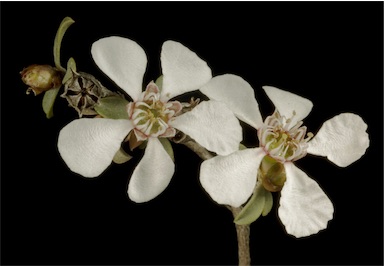 APII jpeg image of Leptospermum  © contact APII