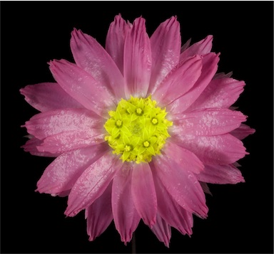 APII jpeg image of Rhodanthe manglesii  © contact APII