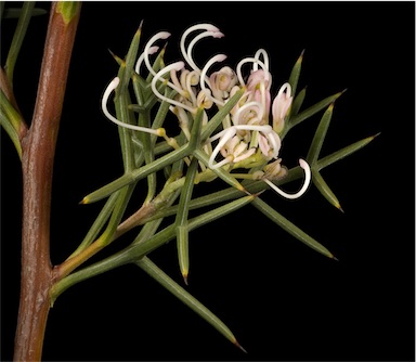 APII jpeg image of Grevillea teretifolia  © contact APII