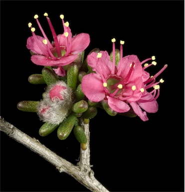 APII jpeg image of Kunzea sp.  © contact APII