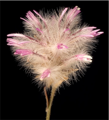 APII jpeg image of Ptilotus manglesii  © contact APII