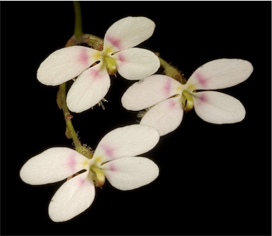 APII jpeg image of Stylidium caespitosum  © contact APII