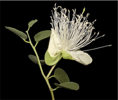 APII jpeg image of Capparis spinosa  © contact APII