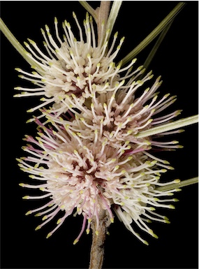 APII jpeg image of Hakea scoparia subsp. scoparia  © contact APII