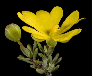 APII jpeg image of Hibbertia gracilipes  © contact APII