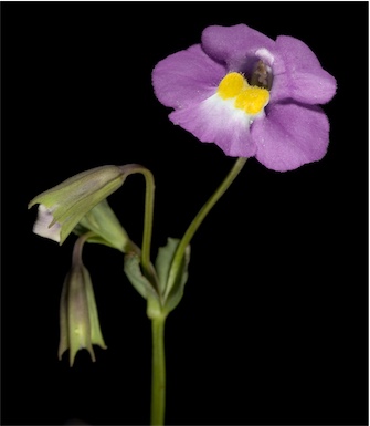 APII jpeg image of Mimulus gracilis  © contact APII