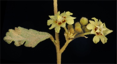 APII jpeg image of Androcalva luteiflora  © contact APII