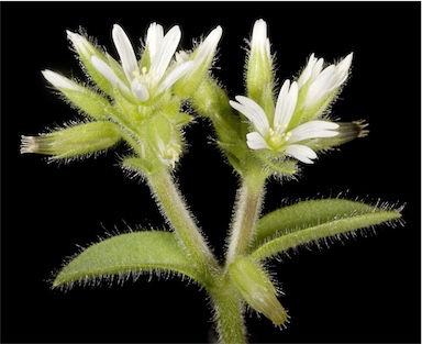 APII jpeg image of Cerastium glomeratum  © contact APII