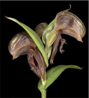 APII jpeg image of Pterostylis sanguinea  © contact APII