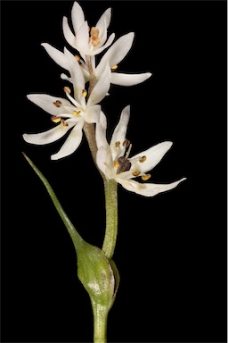 APII jpeg image of Wurmbea dioica subsp. alba  © contact APII