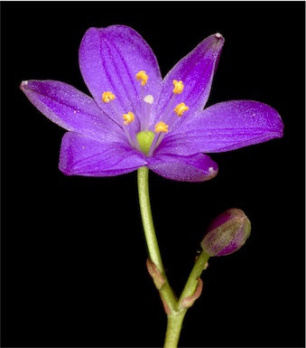 APII jpeg image of Chamaescilla sp.  © contact APII