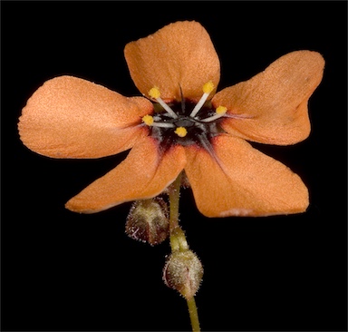 APII jpeg image of Drosera miniata  © contact APII