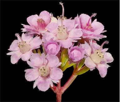 APII jpeg image of Verticordia plumosa var. plumosa  © contact APII