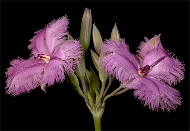 APII jpeg image of Thysanotus multiflorus  © contact APII