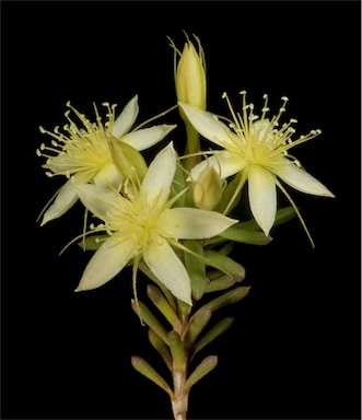 APII jpeg image of Calytrix depressa  © contact APII