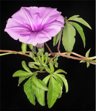 APII jpeg image of Ipomoea cairica  © contact APII