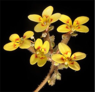 APII jpeg image of Stylidium dichotomum  © contact APII