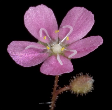 APII jpeg image of Drosera pulchella  © contact APII