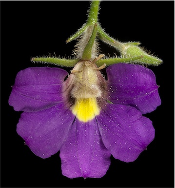 APII jpeg image of Scaevola phlebopetala  © contact APII