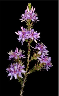 APII jpeg image of Calytrix sylvana  © contact APII