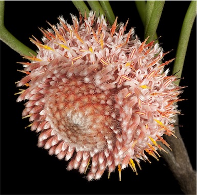 APII jpeg image of Isopogon teretifolius subsp. teretifolius  © contact APII