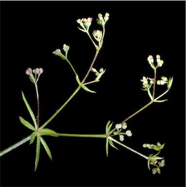 APII jpeg image of Galium divaricatum  © contact APII