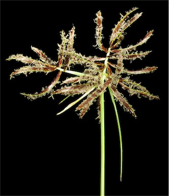 APII jpeg image of Cyperus bulbosus  © contact APII